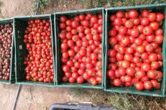 wöchentliche Tomatenernte im August