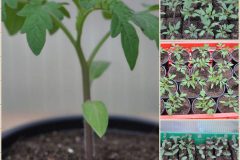 Anzucht-von-Gurken-Tomaten